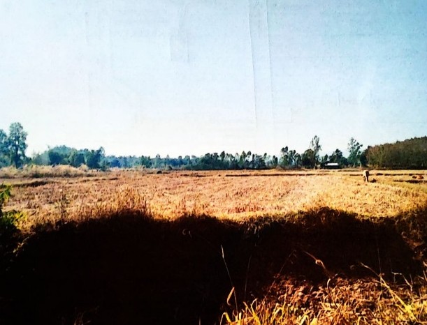 รูปที่ดินว่างเปล่า ปทุมวาปี ส่องดาว สกลนคร