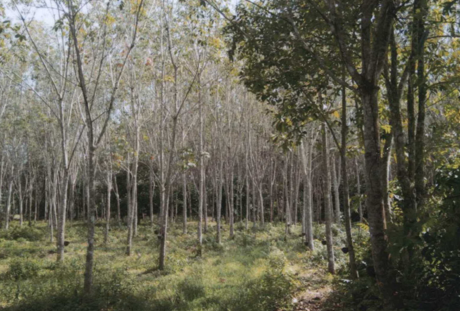 รูปที่ดินว่างเปล่า ลุโบะยิไร มายอ ปัตตานี