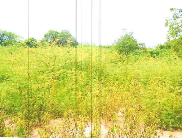 รูปที่ดินว่างเปล่า แจระแม เมืองอุบลราชธานี อุบลราชธานี