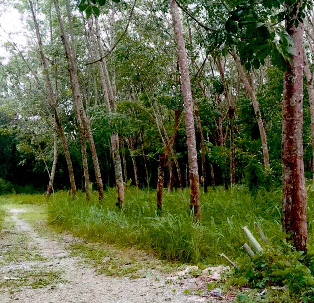 รูปที่ดินว่างเปล่า ตะโละดือรามัน กะพ้อ ปัตตานี