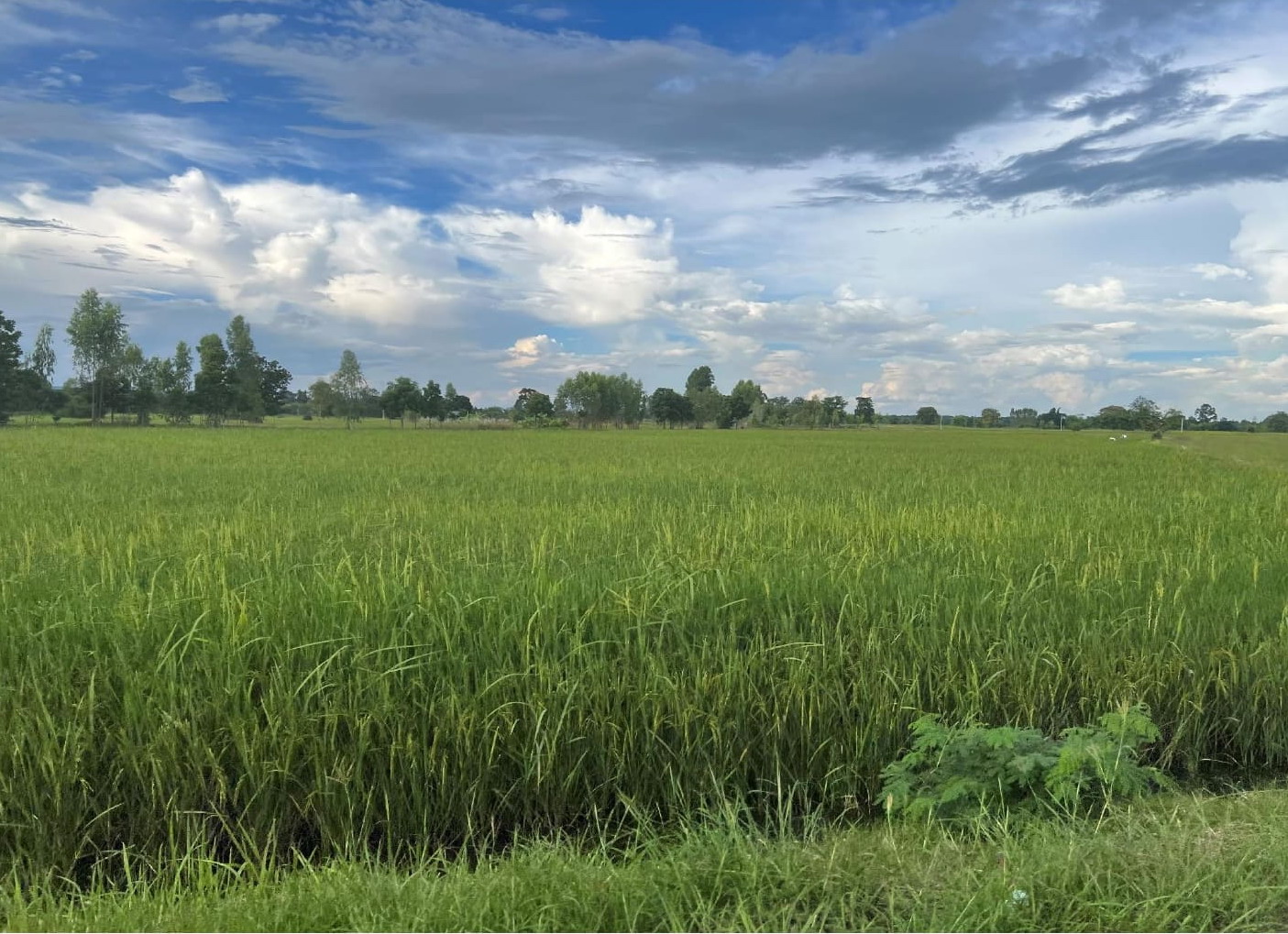 รูปที่ดินว่างเปล่า ชุมแพ ชุมแพ ขอนแก่น
