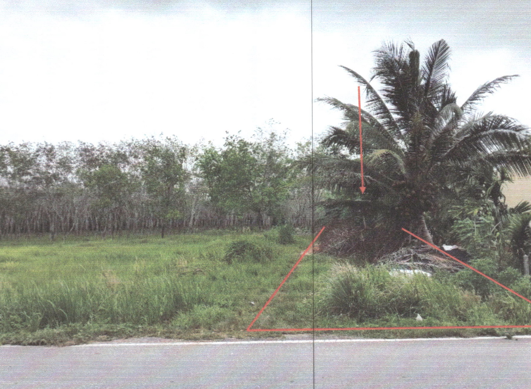 รูปที่ดินว่างเปล่า หนองธง ป่าบอน พัทลุง