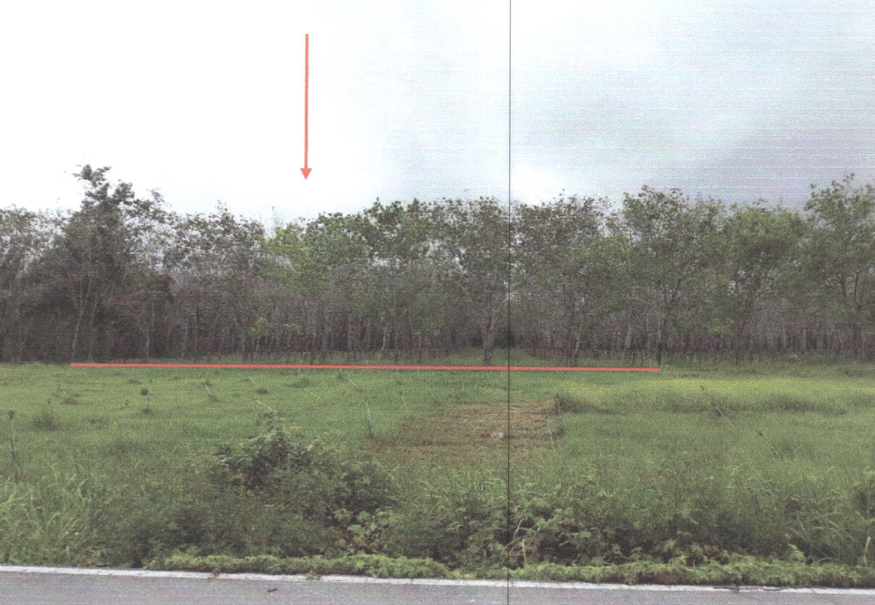รูปที่ดินว่างเปล่า หนองธง ป่าบอน พัทลุง