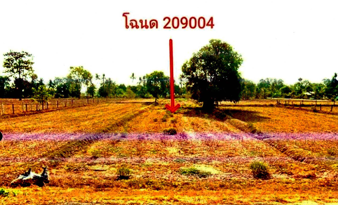 รูปที่ดินว่างเปล่า ตระแสง เมืองสุรินทร์ สุรินทร์