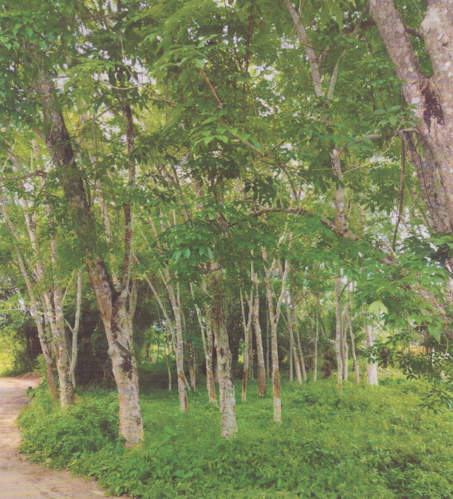 รูปที่ดินว่างเปล่า พิจิตร นาหม่อม สงขลา