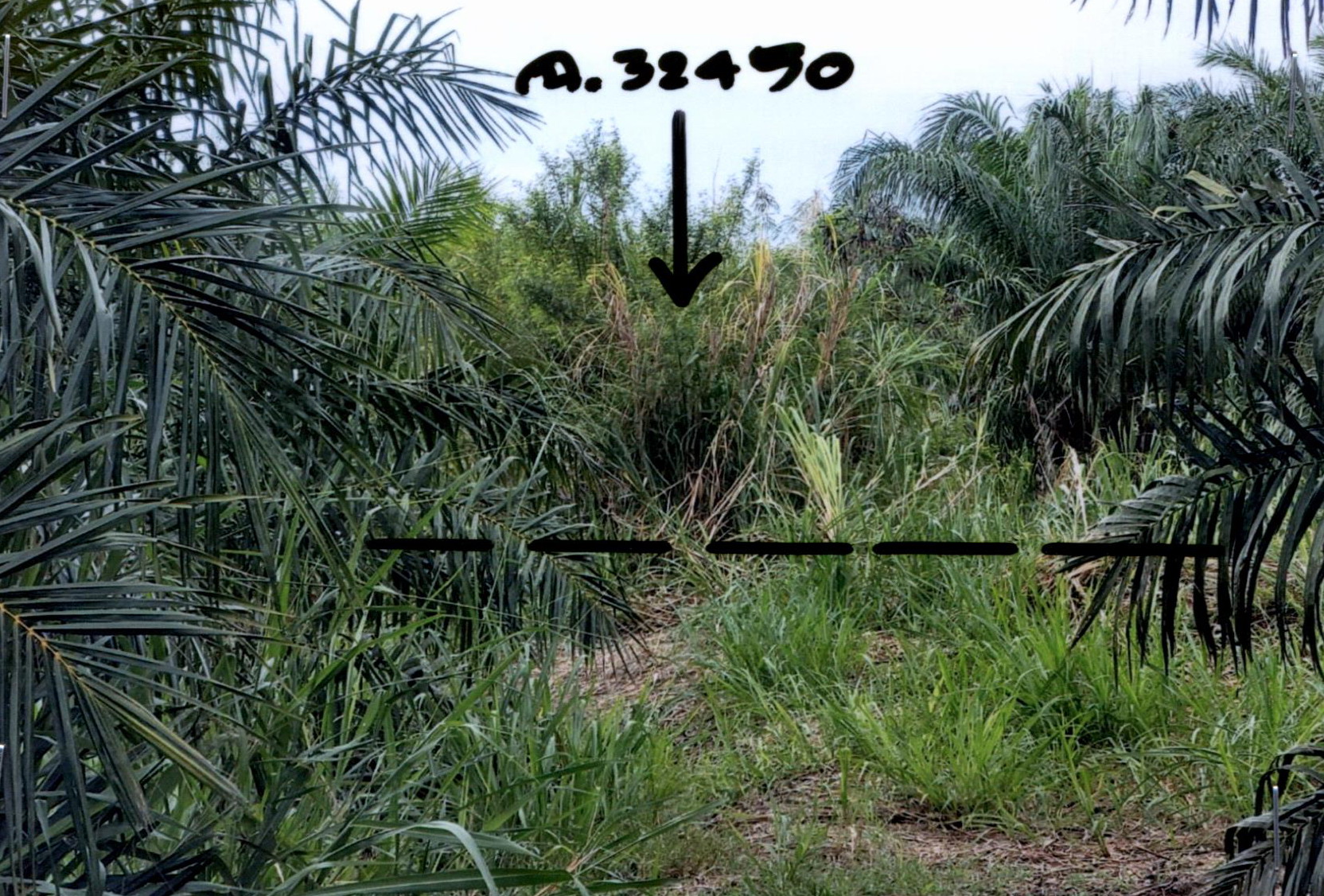รูปที่ดินว่างเปล่า บ่อนอก เมืองประจวบคีรีขันธ์ ประจวบคีรีขันธ์