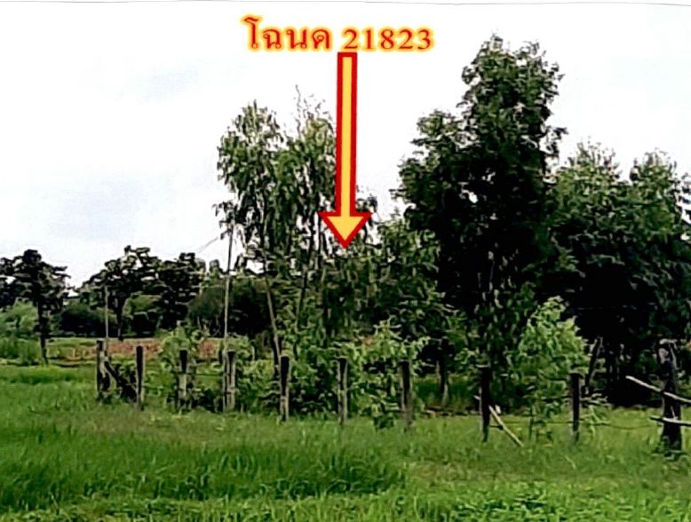 รูปที่ดินว่างเปล่า นาเจริญ เดชอุดม อุบลราชธานี