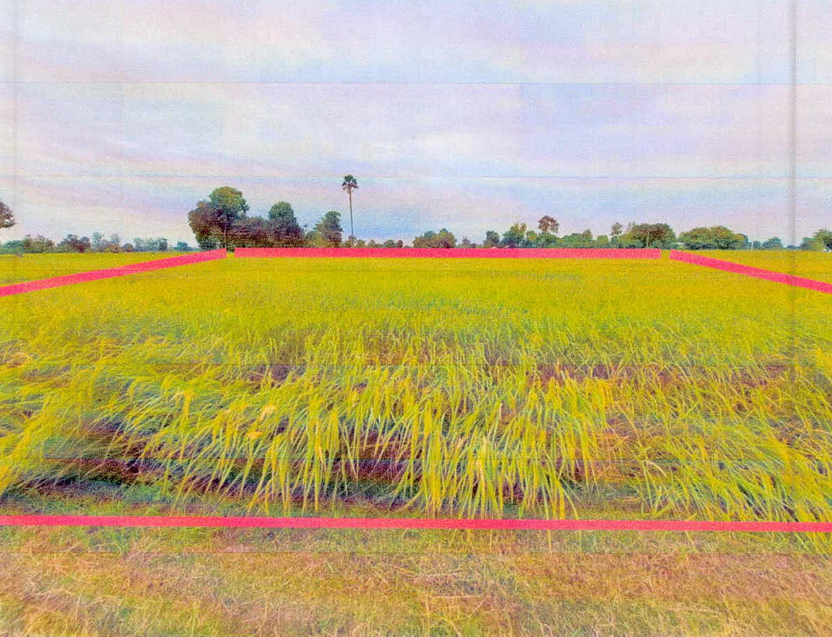 รูปที่ดินว่างเปล่า หนองห้าง อุทุมพรพิสัย ศรีสะเกษ