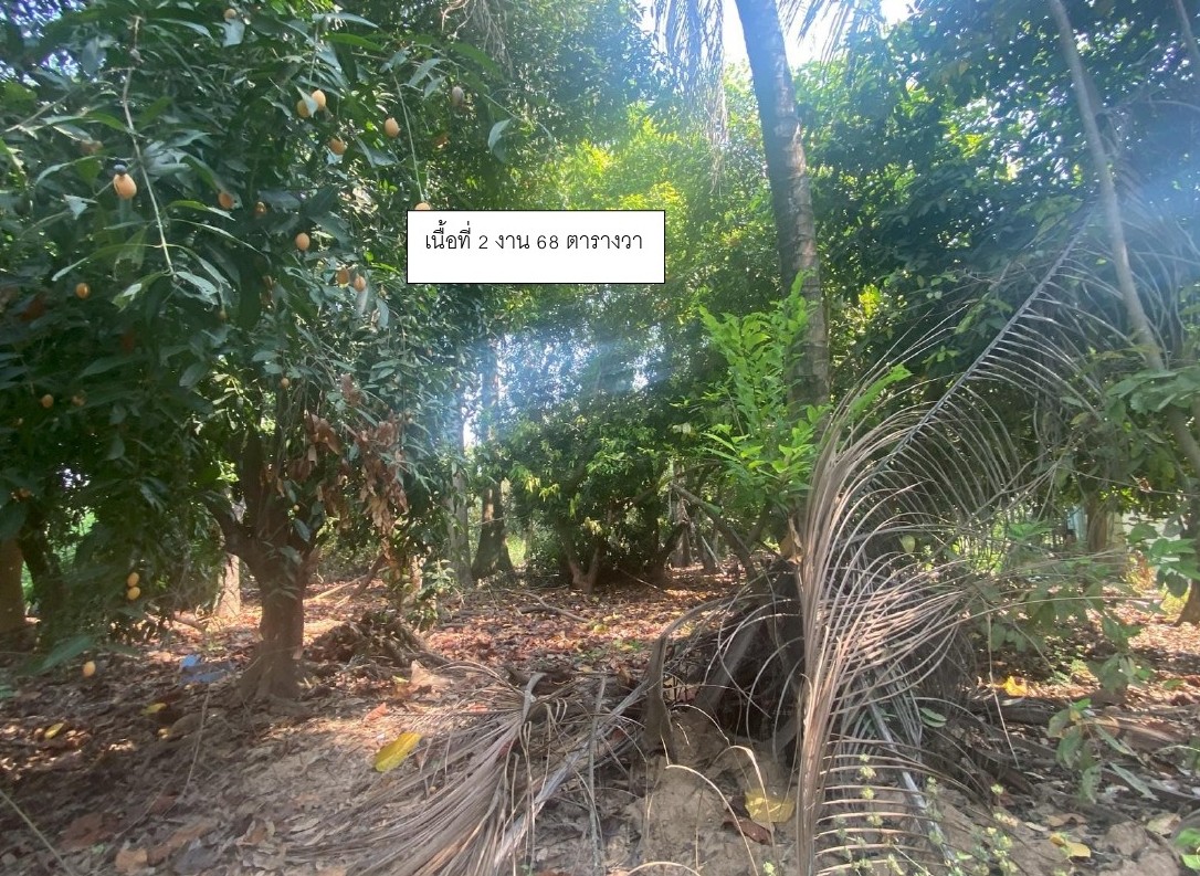 รูปที่ดินว่างเปล่า ทับผึ้ง ศรีสำโรง สุโขทัย