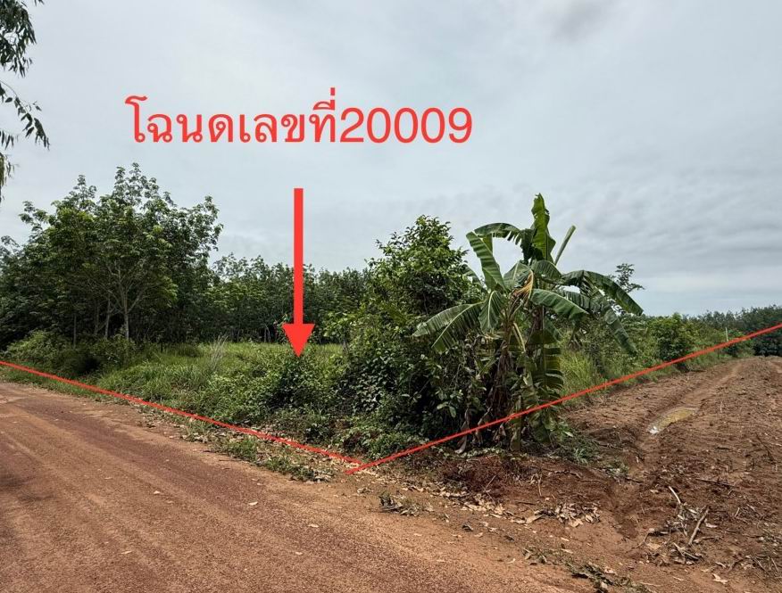 รูปที่ดินว่างเปล่า หอคำ เมืองบึงกาฬ บึงกาฬ