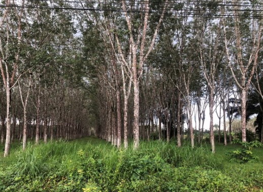 รูปที่ดินว่างเปล่า บ้านโหนด สะบ้าย้อย สงขลา