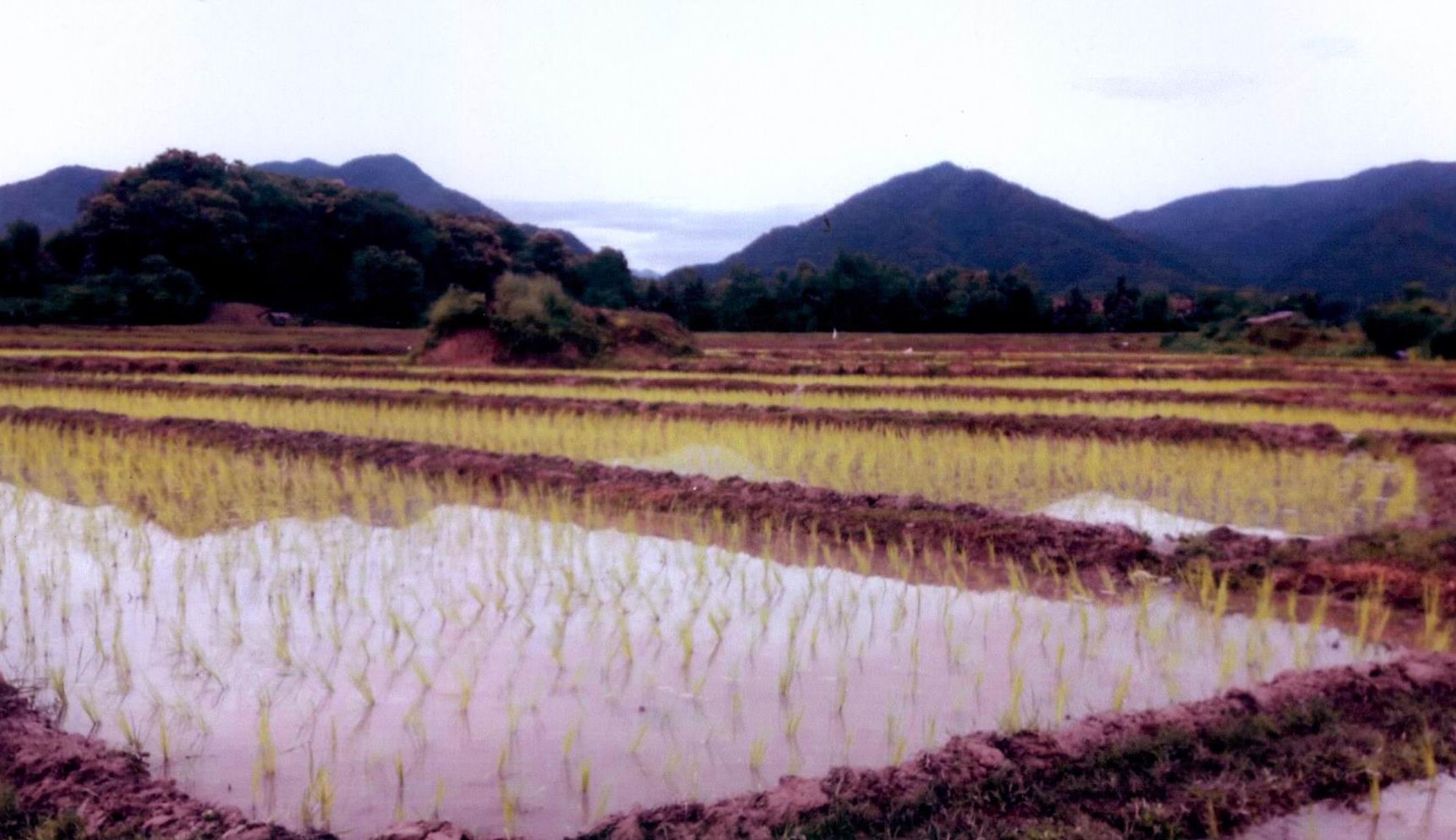 รูปที่ดินว่างเปล่า ทุ่งช้าง ทุ่งช้าง น่าน