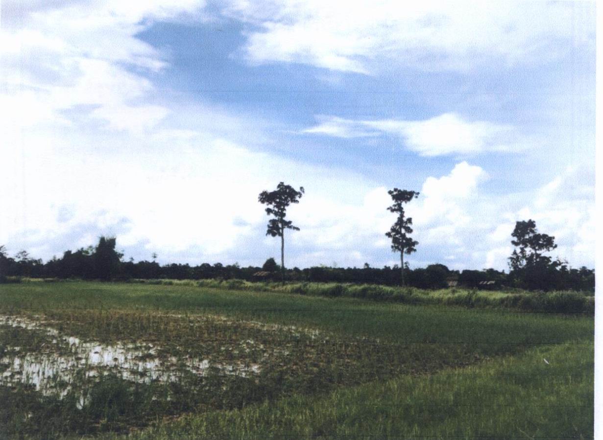 รูปที่ดินว่างเปล่า คอนสาย ตระการพืชผล อุบลราชธานี