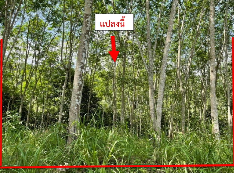 รูปที่ดินว่างเปล่า กาลิซา ระแงะ นราธิวาส
