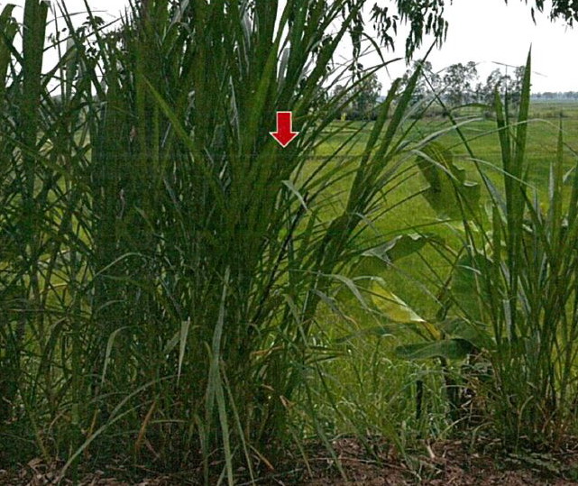 รูปที่ดินว่างเปล่า ค้อเหนือ เมืองยโสธร ยโสธร