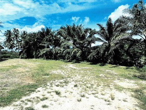 รูปที่ดินว่างเปล่า สามัคคี รือเสาะ นราธิวาส