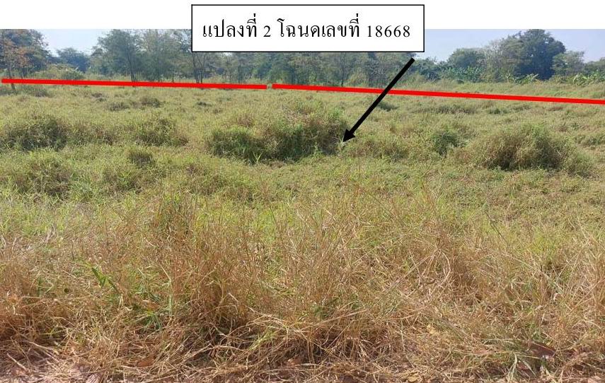 รูปที่ดินว่างเปล่า ทุ่งหลวง คีรีมาศ สุโขทัย