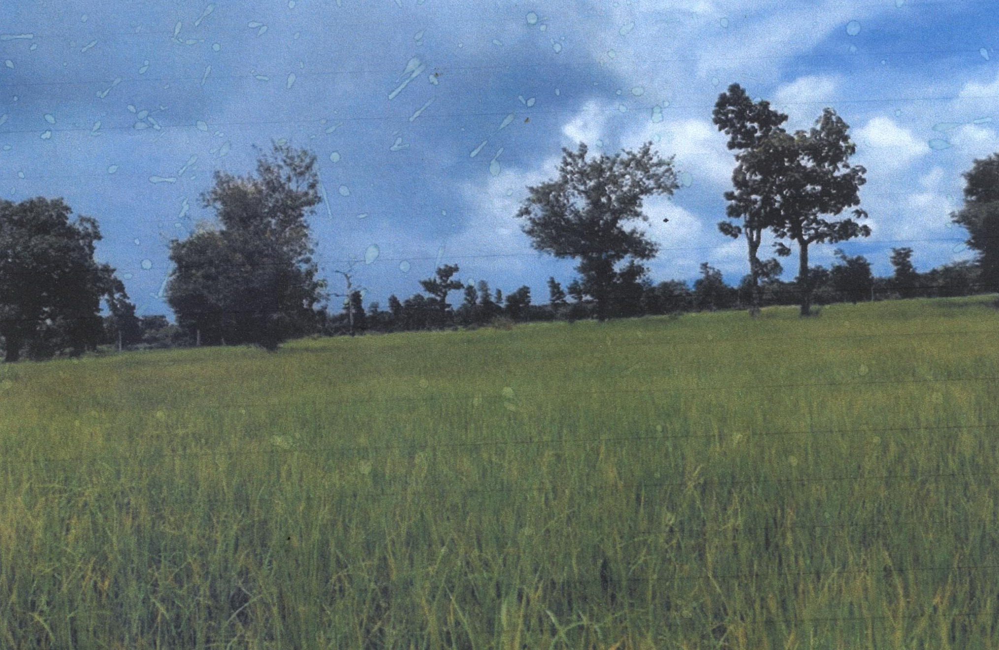 รูปที่ดินว่างเปล่า คำไหล ศรีเมืองใหม่ อุบลราชธานี
