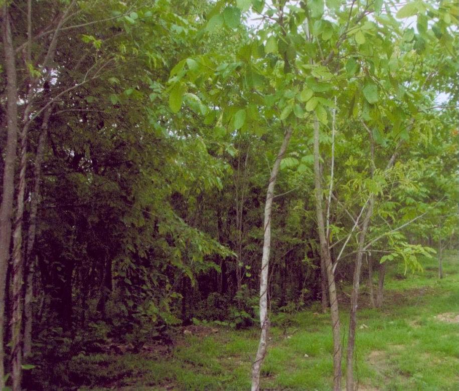 รูปที่ดินว่างเปล่า หนองบัวใต้ เมืองตาก ตาก