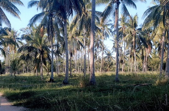 รูปที่ดินว่างเปล่า คลองวาฬ เมืองประจวบคีรีขันธ์ ประจวบคีรีขันธ์