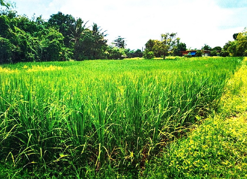 รูปที่ดินว่างเปล่า บุ่ง เมืองอำนาจเจริญ อำนาจเจริญ