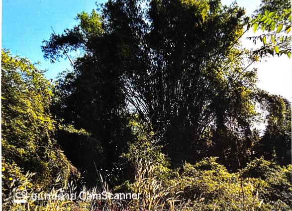 รูปที่ดินว่างเปล่า หนองแก้ว ประจันตคาม ปราจีนบุรี