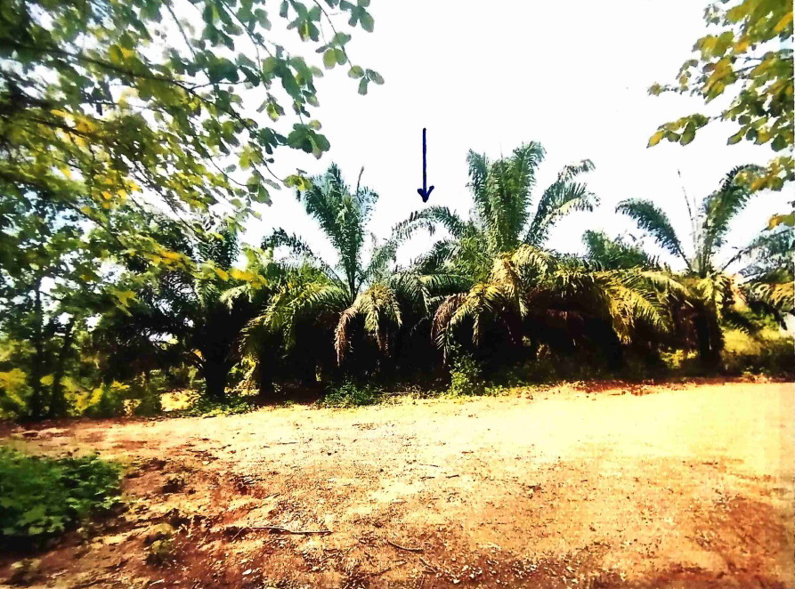 รูปที่ดินว่างเปล่า ห้วยสัก เมืองเชียงราย เชียงราย