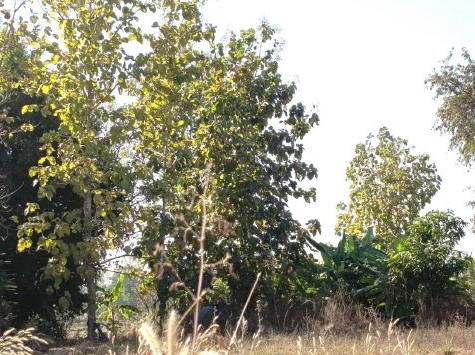 รูปที่ดินว่างเปล่า น้ำก่ำ ธาตุพนม นครพนม