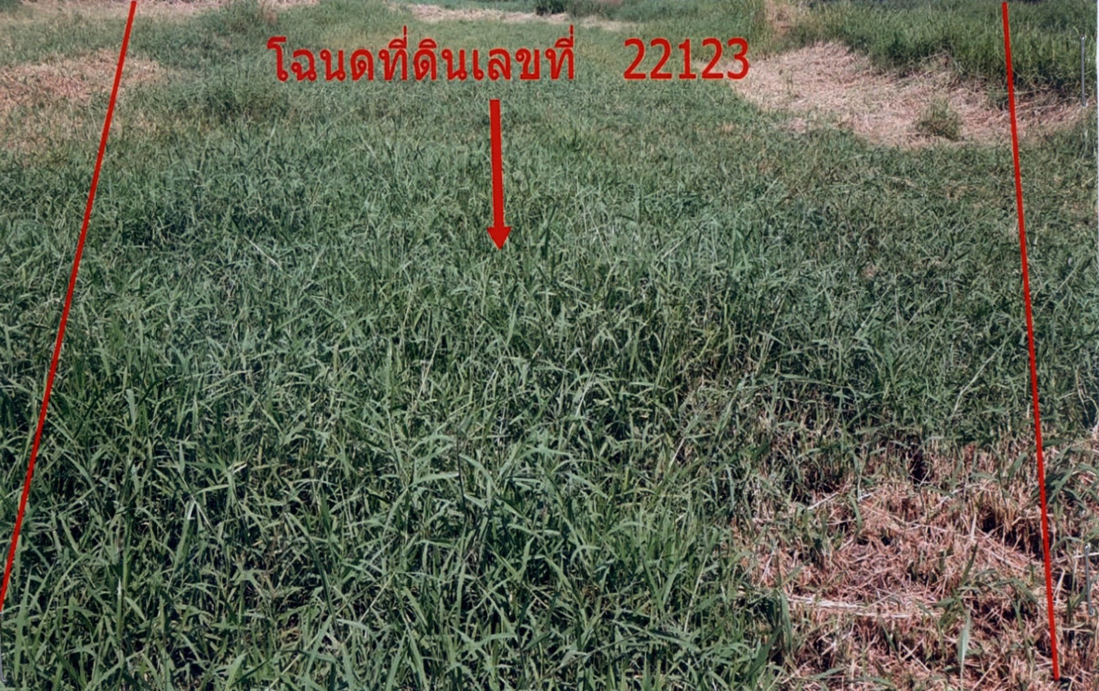 รูปที่ดินว่างเปล่า บุ่งมะแลง สว่างวีระวงศ์ อุบลราชธานี