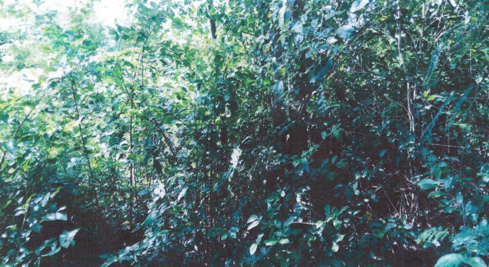 รูปที่ดินว่างเปล่า องค์รักษ์ โพธิ์ทอง อ่างทอง