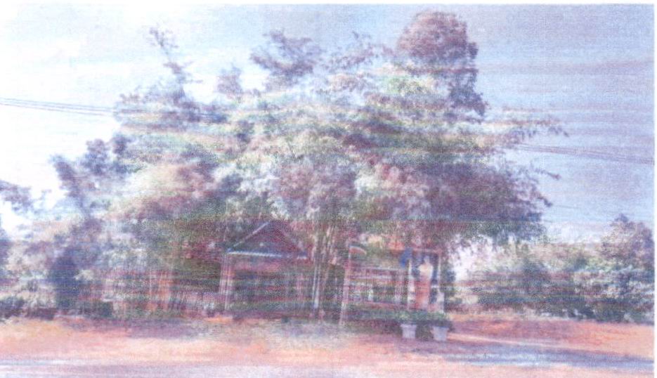 รูปที่ดินพร้อมสิ่งปลูกสร้าง โคกตูม เมืองลพบุรี ลพบุรี