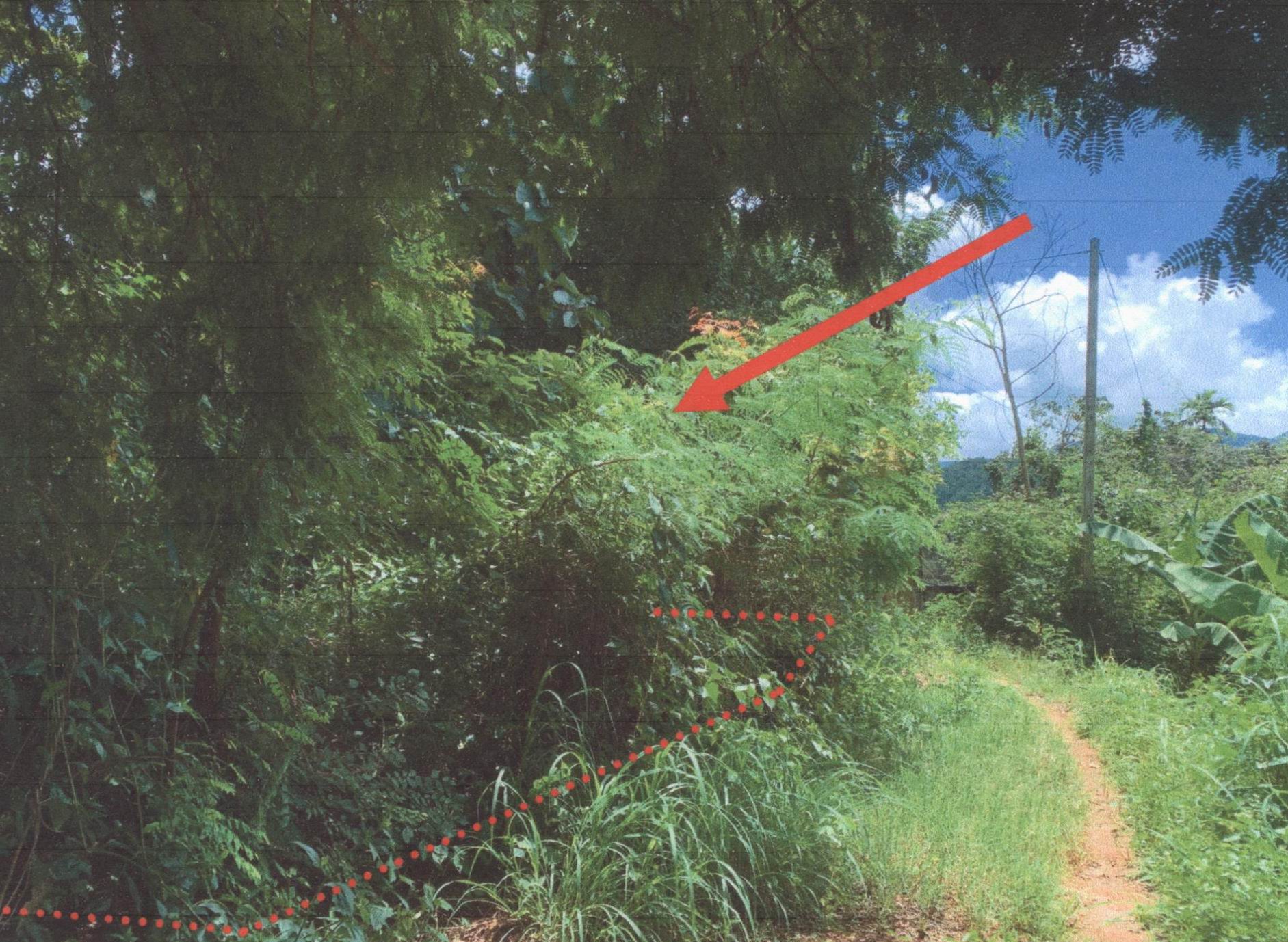 รูปที่ดินว่างเปล่า กองแขก แม่แจ่ม เชียงใหม่