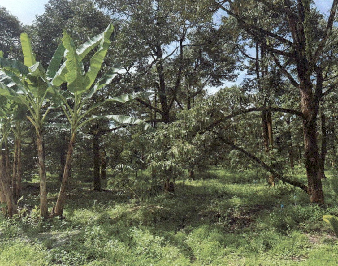 รูปที่ดินว่างเปล่า ตะเคียนทอง เขาคิชฌกูฏ จันทบุรี
