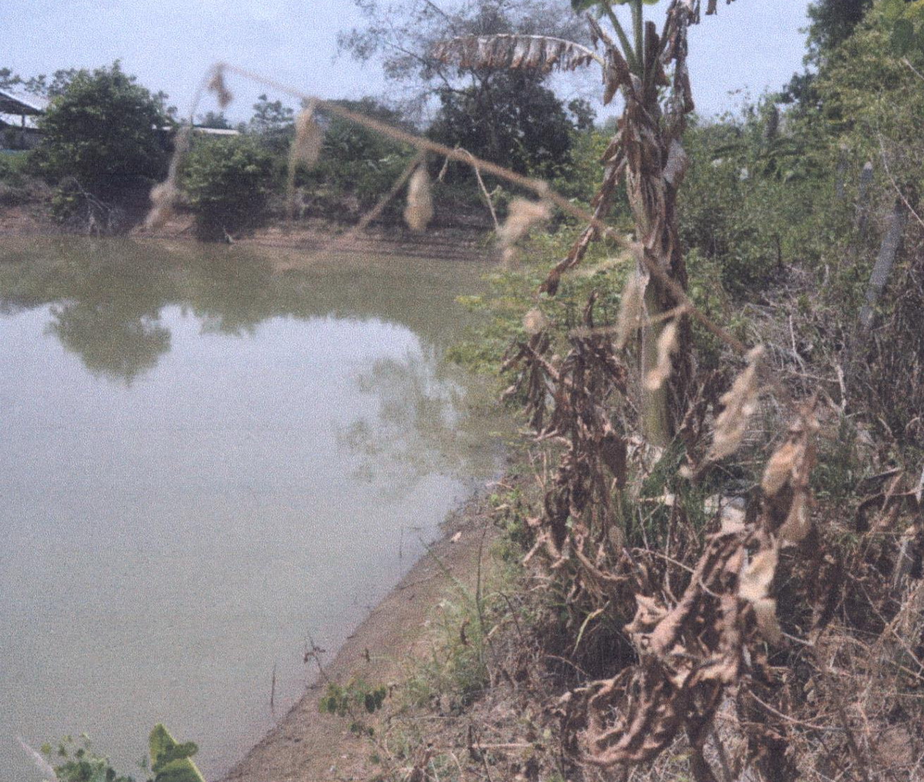 รูปที่ดินว่างเปล่า ทุ่งกวาว เมืองแพร่ แพร่