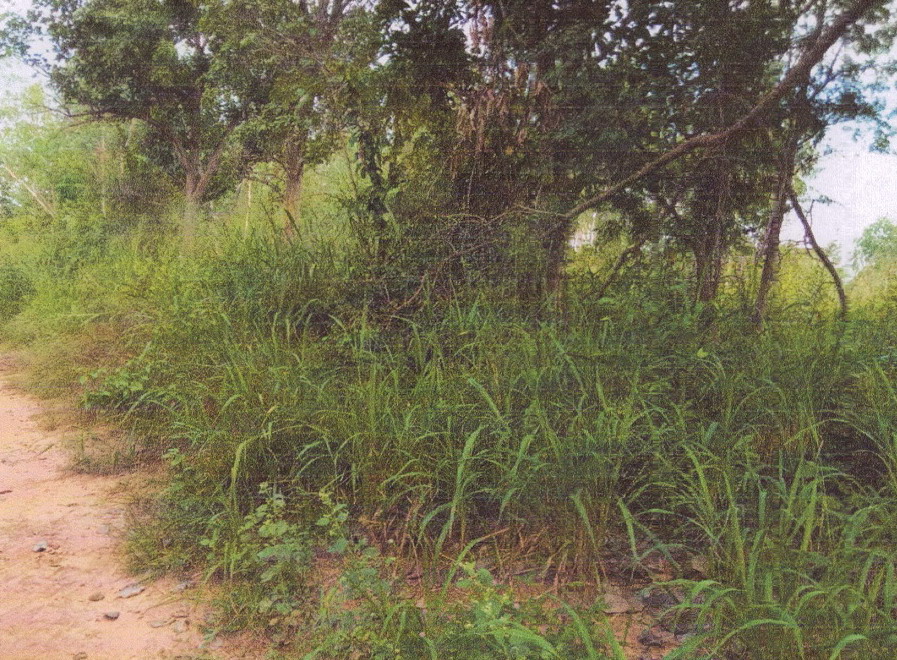 รูปที่ดินว่างเปล่า หนองบัว เมืองหนองบัวลำภู หนองบัวลำภู