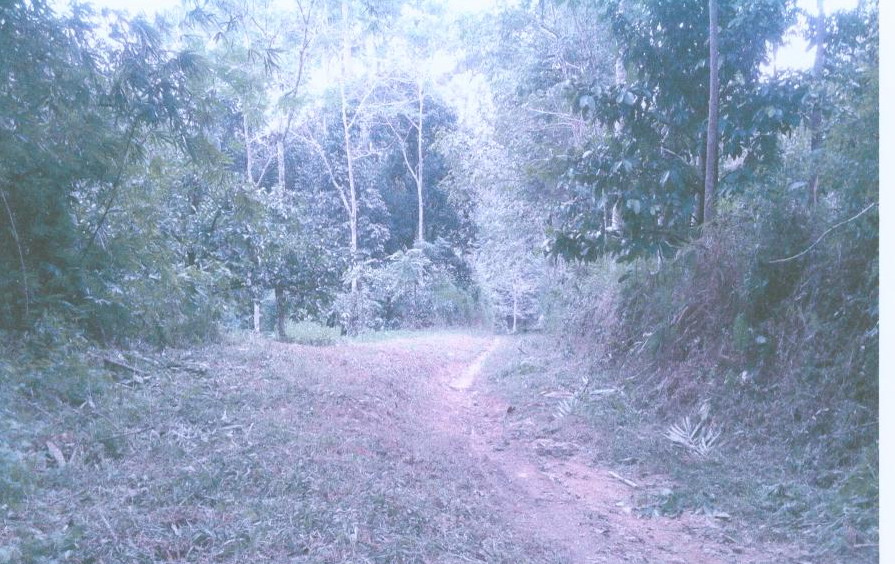 รูปที่ดินว่างเปล่า กำโลน ลานสกา นครศรีธรรมราช