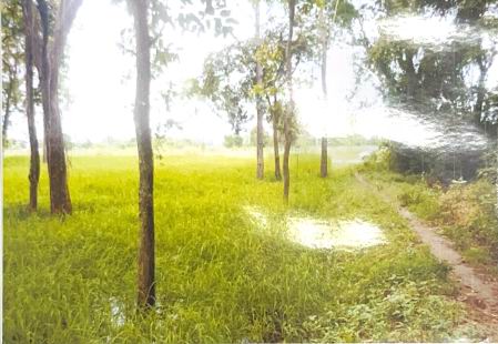 รูปที่ดินว่างเปล่า เมืองฝาง เมืองบุรีรัมย์ บุรีรัมย์