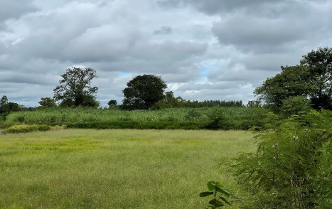 รูปที่ดินว่างเปล่า หนองสรวง หนองกุงศรี กาฬสินธุ์