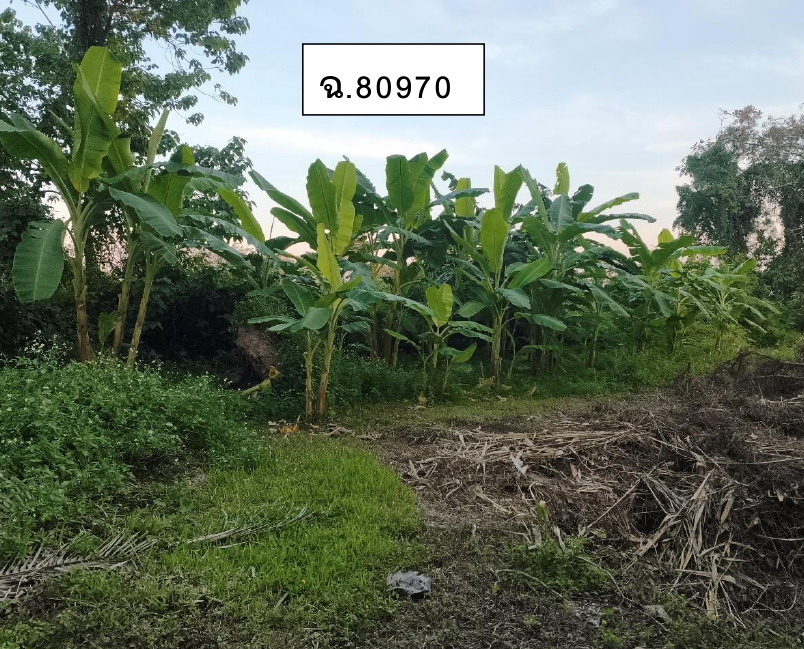 รูปที่ดินว่างเปล่า สันทราย เมืองเชียงราย เชียงราย