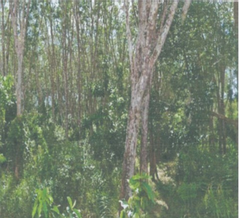 รูปที่ดินว่างเปล่า ควนโพธิ์ เมืองสตูล สตูล