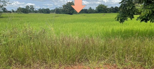 รูปที่ดินว่างเปล่า ไร่ พรรณานิคม สกลนคร