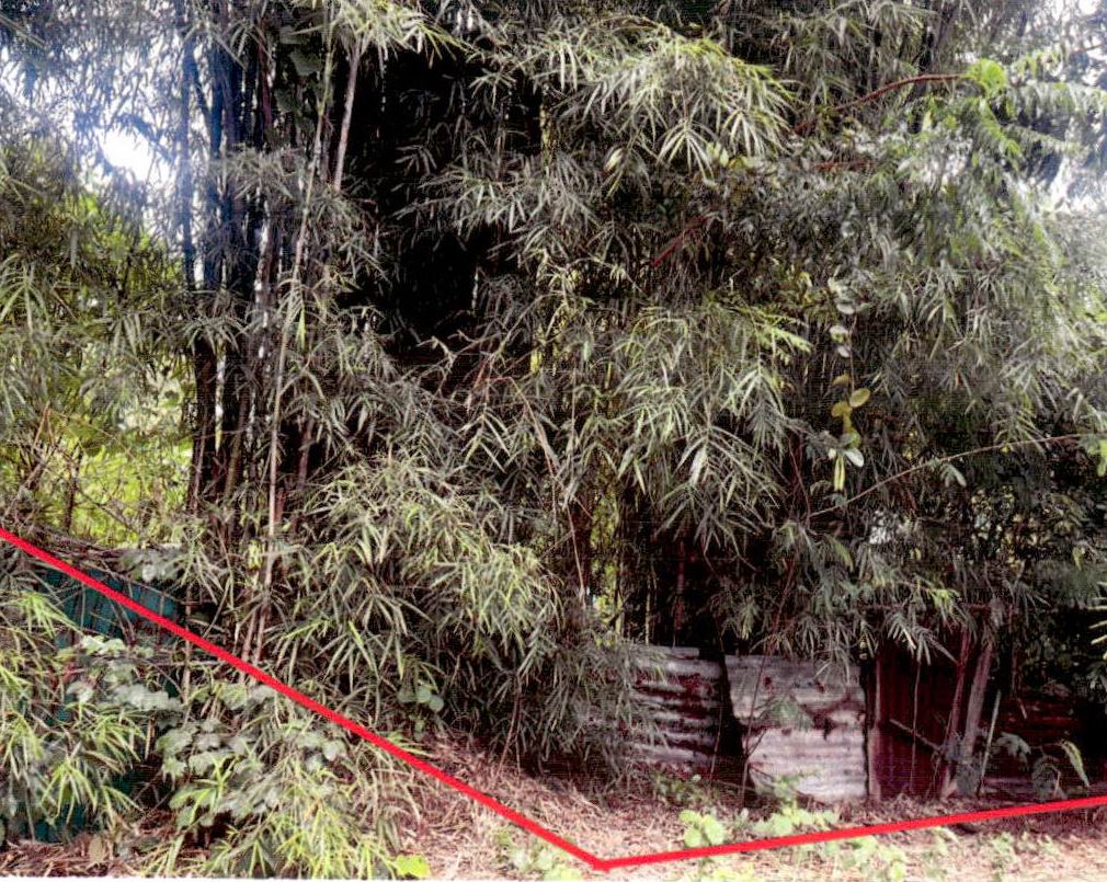 รูปที่ดินว่างเปล่า ป่าไร่ อรัญประเทศ สระแก้ว