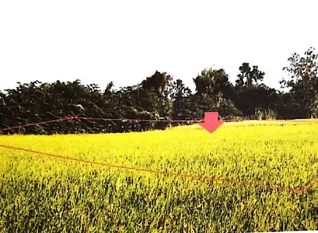 รูปที่ดินว่างเปล่า ธรรมเสน โพธาราม ราชบุรี