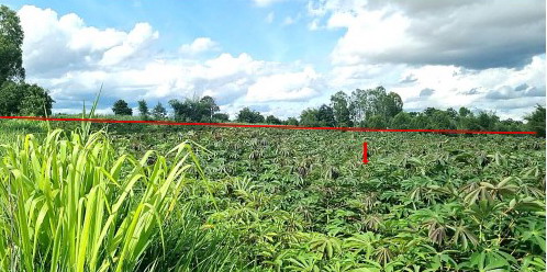 รูปที่ดินว่างเปล่า หนองบัว หนองกุงศรี กาฬสินธุ์