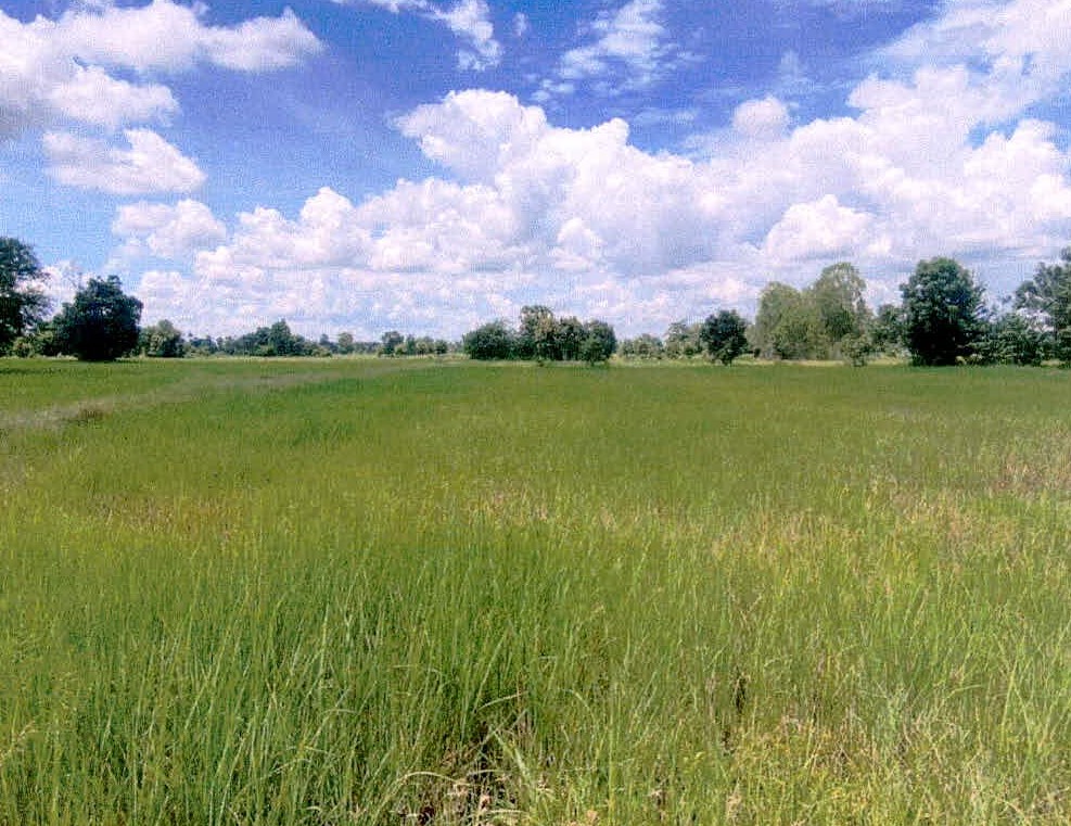 รูปที่ดินว่างเปล่า สำโรง อุทุมพรพิสัย ศรีสะเกษ