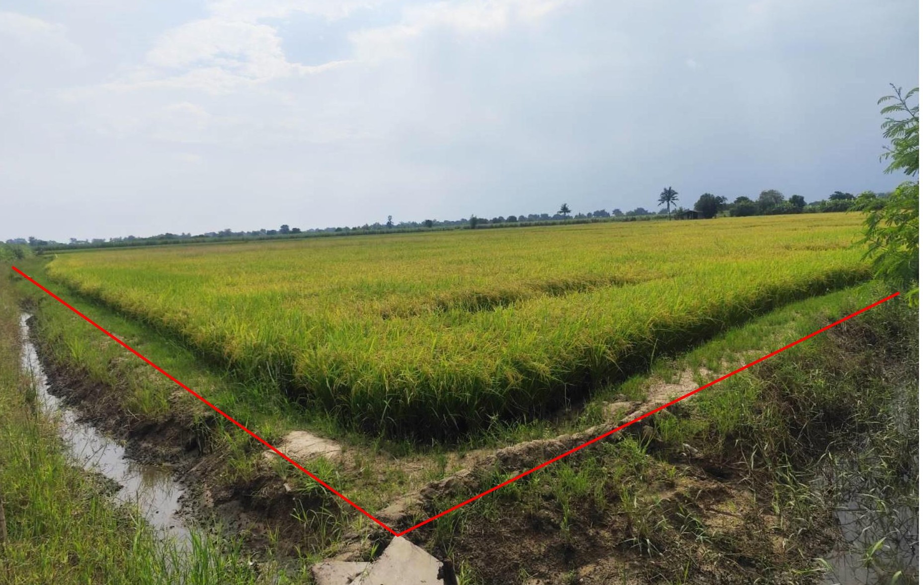 รูปที่ดินว่างเปล่า แจงงาม หนองหญ้าไซ สุพรรณบุรี