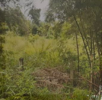 รูปที่ดินว่างเปล่า ผักปัง ภูเขียว ชัยภูมิ