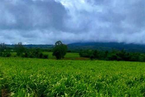 รูปที่ดินว่างเปล่า หนองโพนงาม เกษตรสมบูรณ์ ชัยภูมิ