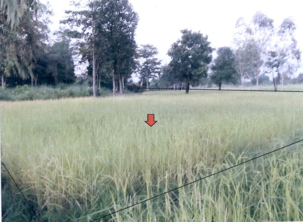รูปที่ดินว่างเปล่า กุรุคุ เมืองนครพนม นครพนม