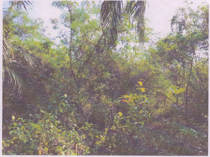รูปที่ดินว่างเปล่า ชุมโค ปะทิว ชุมพร